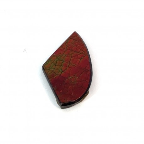 ammolite