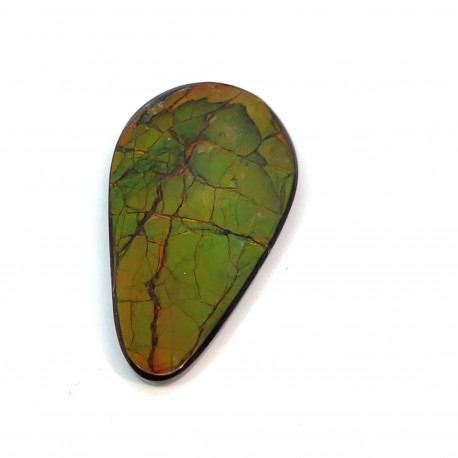 ammolite